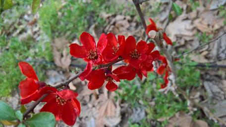 Vibrant Red Blossoms in Nature's Embrace wallpaper