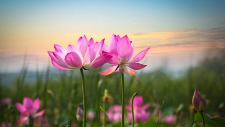 Lotus Flowers at Sunrise wallpaper