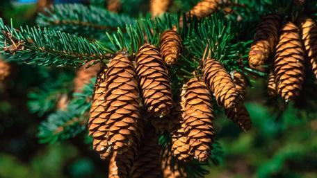 Pine cone wallpaper
