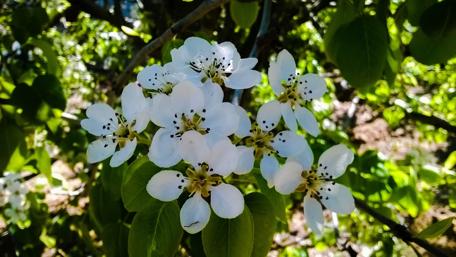 Delicate White Blossoms Among Green Leaves wallpaper