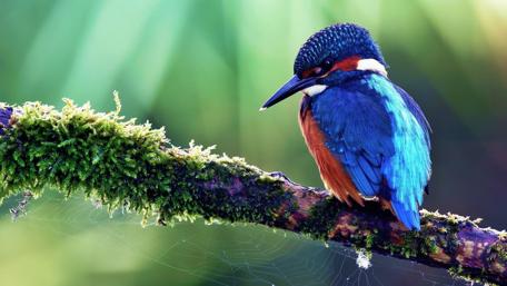 Vibrant Kingfisher Perched on a Branch wallpaper