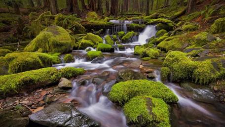 Enchanting Moss-Covered Forest Creek wallpaper