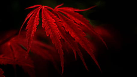 Autumn Leaves in Vibrant Red wallpaper