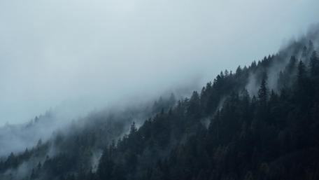 Misty Pines in a Winter Forest Scene wallpaper