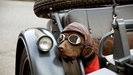 Adventurous Dog Ready for a Ride wallpaper