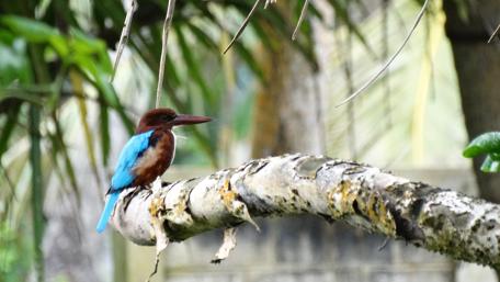 Serene Kingfisher Perching in Lush Sri Lankan Jungle wallpaper