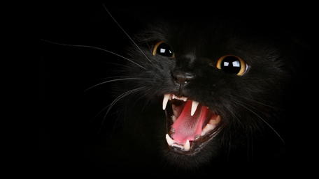 Mysterious Black Cat Baring Fangs wallpaper