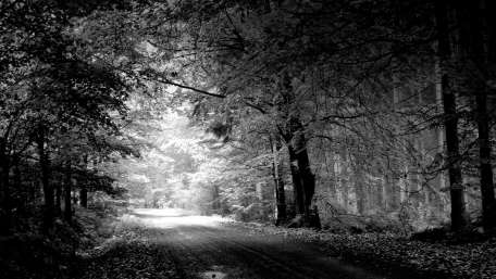 Enigmatic Forest Path in Monochrome wallpaper