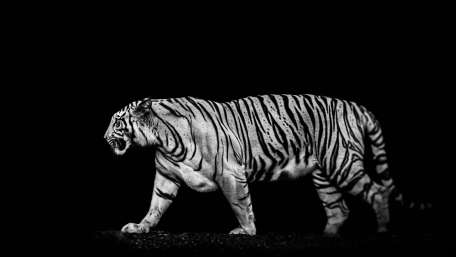 Majestic Tiger in Monochrome wallpaper