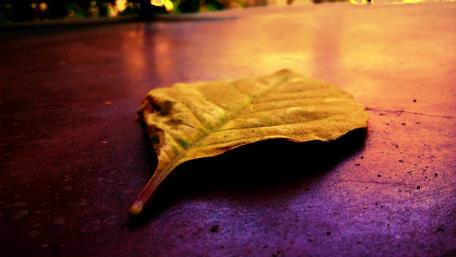 Golden Leaf on Vibrant Surface wallpaper