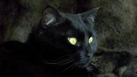 Mystical Black Cat with Striking Yellow Eyes wallpaper