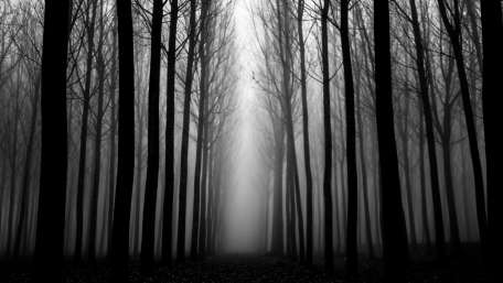 Twilight Mysteries of the Misty Forest wallpaper