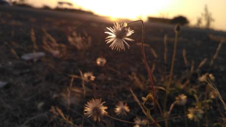 Serenity in Blooming Nature wallpaper