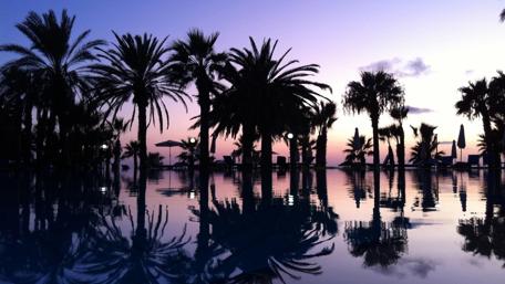 Sunset Serenity by the Palm Trees wallpaper