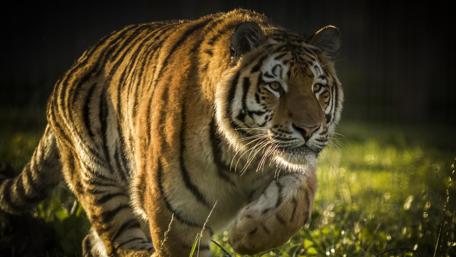 Majestic Tiger in Golden Light wallpaper
