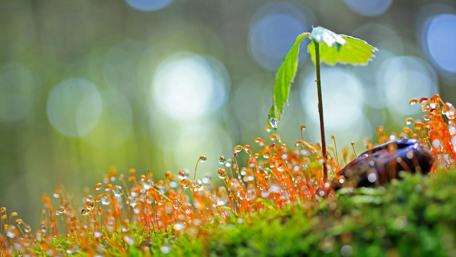 Gentle Rain on Verdant Moss wallpaper