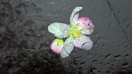 Delicate Blossom Under Raindrops wallpaper