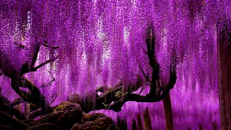Ashikaga Flower Park wallpaper