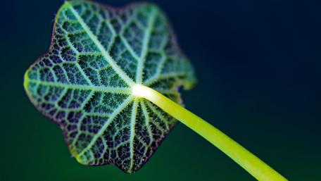 Leaf Veins in Green Elegance wallpaper