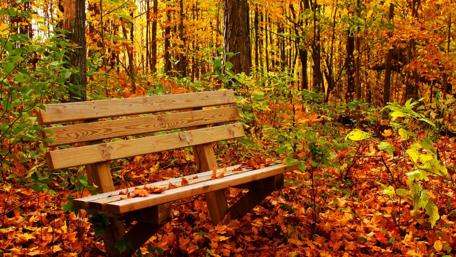Golden Autumn Serenity in the Forest wallpaper