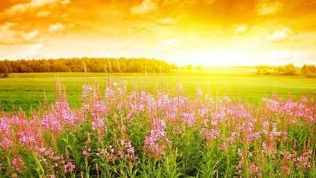 Blossoming Sunrise Over a Vibrant Field wallpaper
