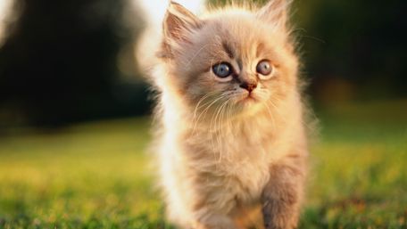 Fluffy Kitty in the Sunlight wallpaper