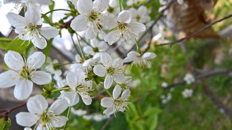 Delicate White Blossoms in Bloom wallpaper