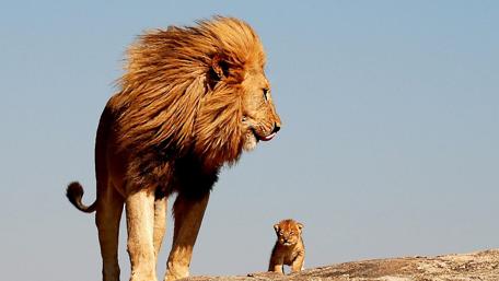 Majestic Lion with Its Playful Cub wallpaper