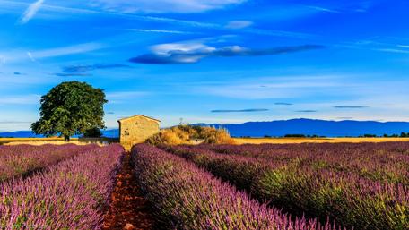 Lavender Fields at Sunset wallpaper