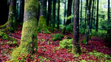 Enchanted Forest in Lush Greenery wallpaper