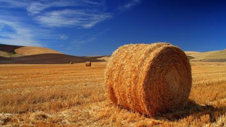 Golden Harvest Under a Blue Sky wallpaper