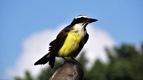 Vibrant Mexican Bird in Clear 4K wallpaper