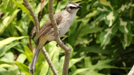 Elegant Bali Bird on Twigs in Lush Greenery View wallpaper