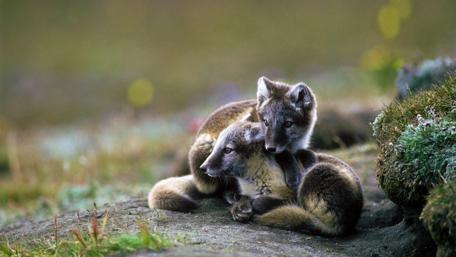 Arctic Fox Siblings in Harmony wallpaper