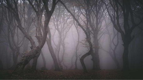 Eerie Twilight in Hoia Baciu Forest wallpaper