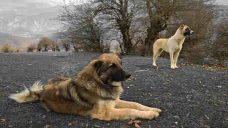 Majestic Dogs in Serene Landscape wallpaper