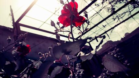 Vibrant Red Roses Against a Sky Backdrop wallpaper
