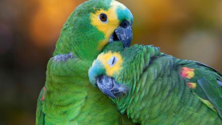 Tropical Parrot Pair in Harmony wallpaper