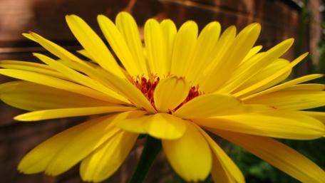 Vibrant Yellow Flower in Full Bloom wallpaper