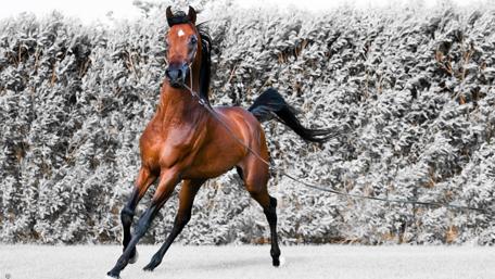 Majestic Arabian Horse in Action wallpaper