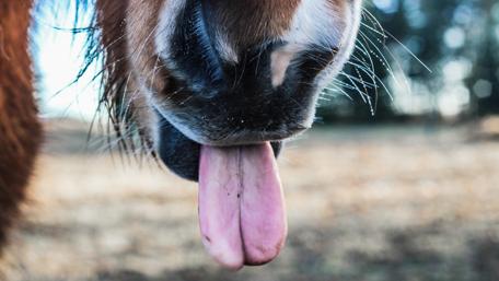Funny Horse Tongue in Action Wallpaper wallpaper