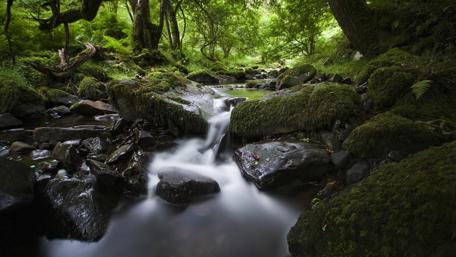 Tranquil Forest Stream Scene wallpaper