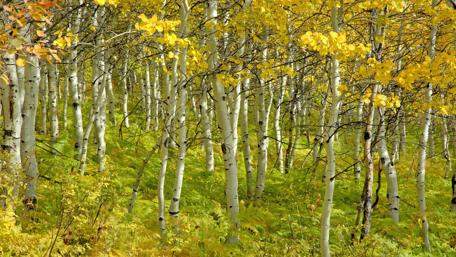 Golden Autumn Forest Serenity wallpaper