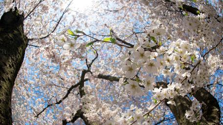 Blossoming Treasures of Springtime Beauty wallpaper