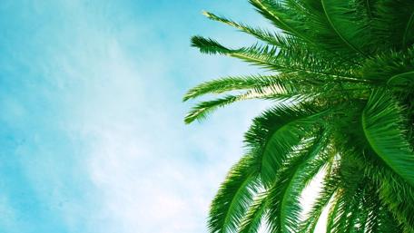 Beneath the Summer Palms wallpaper
