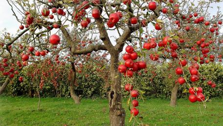 Vibrant Apple Orchard in Full Bloom wallpaper