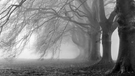 Misty Enigma in Monochrome Forest wallpaper