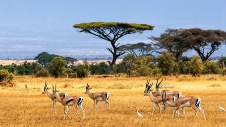 Majestic Antelopes on the Savanna Landscape wallpaper