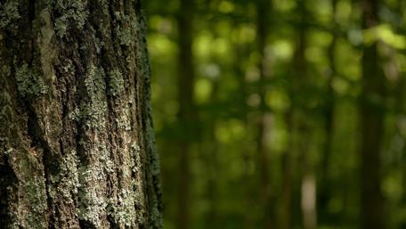 Tranquil Forest Scene with Tree Focused wallpaper