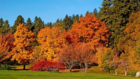 Vibrant Autumn Colors in Nature Scene wallpaper